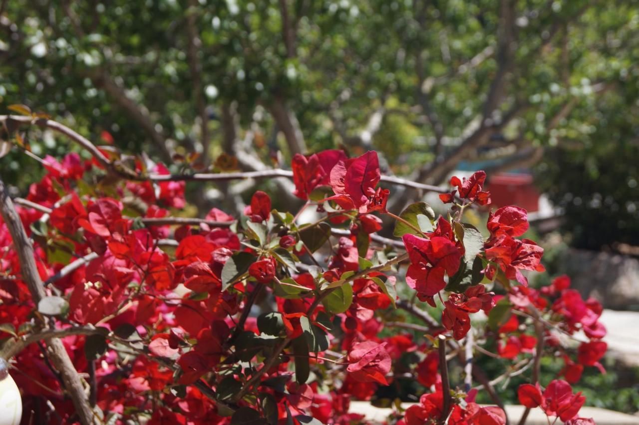 Les Jardins De Santa Giulia - Charmante Chambre D'Hote Porto-Vecchio  Bagian luar foto